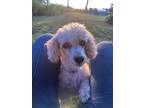 Adopt Cami a Tan/Yellow/Fawn Miniature Poodle / Mixed dog in Whitewater