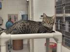 Adopt Camry a Domestic Short Hair