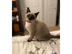 Adopt Kitana (bonded with Johnny Cage) a Domestic Shorthair / Mixed cat in