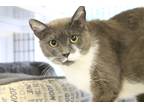 Adopt Iggle a Domestic Shorthair / Mixed (short coat) cat in Ewing