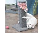 Adopt Blaise a White Domestic Shorthair / Mixed cat in Huntsville, AL (38249443)