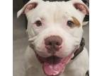 Adopt Bachelor a White - with Tan, Yellow or Fawn Pit Bull Terrier / Mixed dog