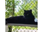 Adopt Wilma 24296 a All Black Domestic Shorthair / Mixed cat in Middleburg