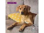 Adopt Mario Party Litter: Rosalina a Brown/Chocolate - with Black Labrador