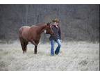 Beautiful Red Roan Mare safe for the entire family with all the fancy buttons!