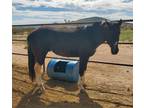 Double homozygous black and Tobiano Stallion