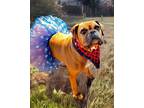 Adopt Rasha a Tan/Yellow/Fawn Boxer / Mixed dog in Austin, TX (37556393)