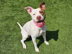 Adopt Cali a Pit Bull Terrier