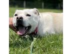 Adopt Polar Bear a White - with Tan, Yellow or Fawn Labrador Retriever / Mixed