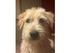 Adopt Timmi - Adoption Pending a Tan/Yellow/Fawn Irish Terrier dog in Kelowna