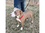 Adopt Rhiannon a Pit Bull Terrier