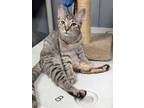 Adopt May a Domestic Shorthair / Mixed (short coat) cat in Warren, MI (38139303)