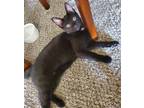 Adopt Mace a Domestic Shorthair / Mixed (short coat) cat in Warren