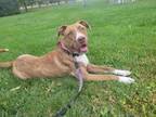 Adopt Brida a Brindle Boxer / American Pit Bull Terrier / Mixed dog in Wheat