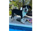 Adopt Janson a Labrador Retriever / Mixed dog in St. Francisville, LA (38218631)
