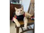 Adopt Carmine a Tan or Fawn Domestic Shorthair / Domestic Shorthair / Mixed cat