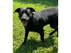 Adopt Roger a Labrador Retriever / Mixed dog in Benton, AR (38137832)