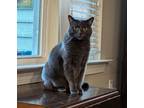 Adopt Zoe19 a Russian Blue / Mixed (short coat) cat in Youngsville