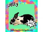 Adopt Jelly LOUISVILLE a Mini Rex / Mixed (short coat) rabbit in Elizabethtown