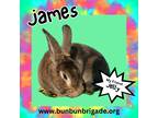 Adopt James LOUISVILLE a Mini Rex / Mixed (short coat) rabbit in Elizabethtown