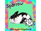 Adopt Sparrow a Lionhead / Mixed (short coat) rabbit in Elizabethtown