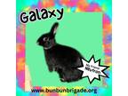 Adopt Galaxy LOUISVILLE a Polish / Mixed (short coat) rabbit in Elizabethtown