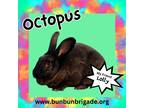 Adopt Octopus LOUISVILLE a Other/Unknown / Mixed (short coat) rabbit in