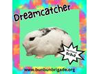 Adopt Dreamcatcher a English Spot / Mixed (short coat) rabbit in Elizabethtown