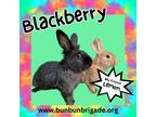 Adopt Blackberry a Lionhead / Mixed (short coat) rabbit in Elizabethtown