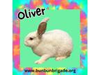 Adopt Oliver LOUISVILLE a Californian / Mixed (short coat) rabbit in