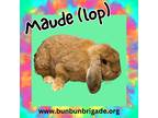 Adopt Maude (lop) LOUISVILLE a Lop-Eared / Mixed (short coat) rabbit in