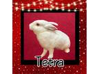 Adopt Tetra a Californian / Mixed (short coat) rabbit in Elizabethtown