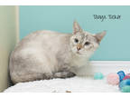 Adopt Tanya Tucker a Gray or Blue Domestic Shorthair / Domestic Shorthair /