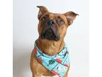 Adopt Mork a Red/Golden/Orange/Chestnut Pit Bull Terrier / Mixed dog in Redding