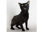 Adopt Sebastion a All Black Domestic Shorthair / Mixed (short coat) cat in