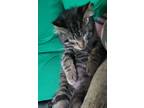 Adopt Carl a Spotted Tabby/Leopard Spotted Domestic Shorthair / Mixed cat in