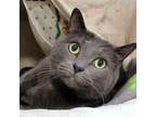 Adopt Yuma a Domestic Short Hair