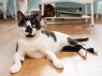 Adopt Pocono a Domestic Shorthair cat in Redmond, WA (38381693)