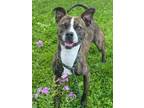 Adopt Shailee a Pit Bull Terrier, Mixed Breed