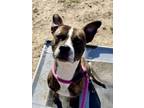Adopt Shailee a Pit Bull Terrier, Mixed Breed