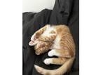 Adopt Arthas! a Orange or Red Domestic Mediumhair / Mixed cat in Greenville