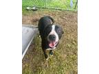 Adopt Reyna a Black - with White Hound (Unknown Type) / Mixed dog in Zebulon