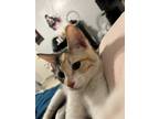 Adopt Mochi a Calico or Dilute Calico Calico / Mixed (short coat) cat in
