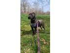Adopt PupPup a American Pit Bull Terrier / Mixed dog in Walden, NY (38323208)