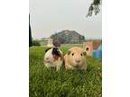 Adopt Sunny a Cream Guinea Pig small animal in Pasco, WA (38146660)