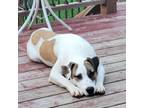 Adopt Rover a White - with Tan, Yellow or Fawn Mixed Breed (Medium) / Mixed dog