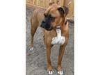 Adopt Clifford a Tan/Yellow/Fawn - with White Boxer / Mixed dog in San