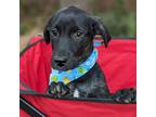 Adopt Jude a Black Labrador Retriever / Weimaraner / Mixed dog in Helena