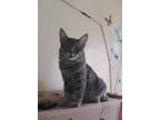 Adopt Jade a Gray or Blue Egyptian Mau (long coat) cat in Manchester