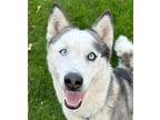 Adopt Blue a Black Husky / Mixed dog in Wenatchee, WA (38373933)